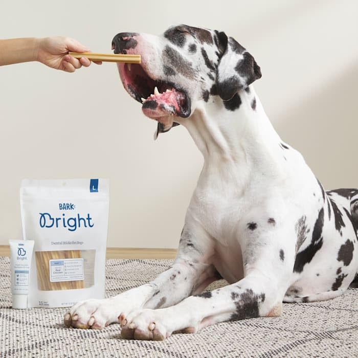BARK Bright Large Dental Kit for Dogs, 26.29 oz, C
